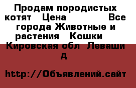 Продам породистых котят › Цена ­ 15 000 - Все города Животные и растения » Кошки   . Кировская обл.,Леваши д.